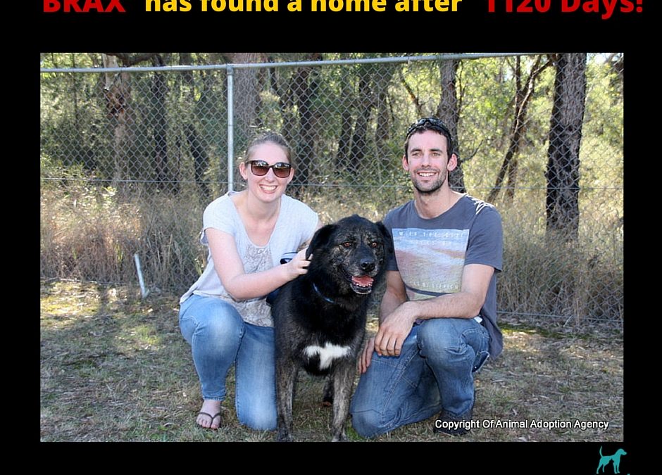 Brax finds a home after 1120 days!!