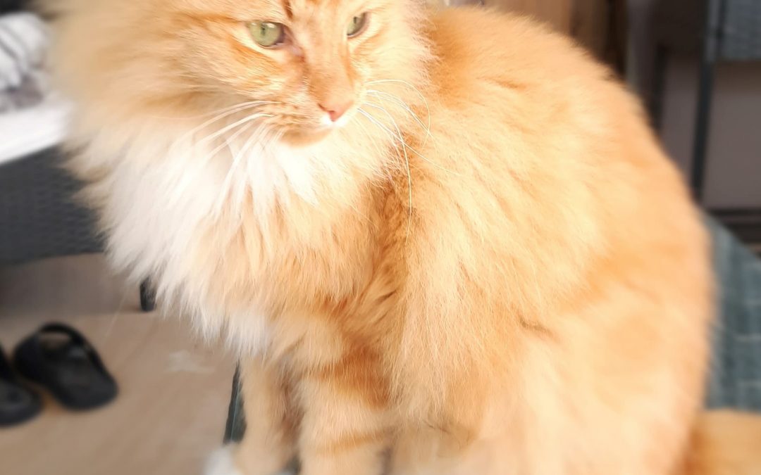 Tigger