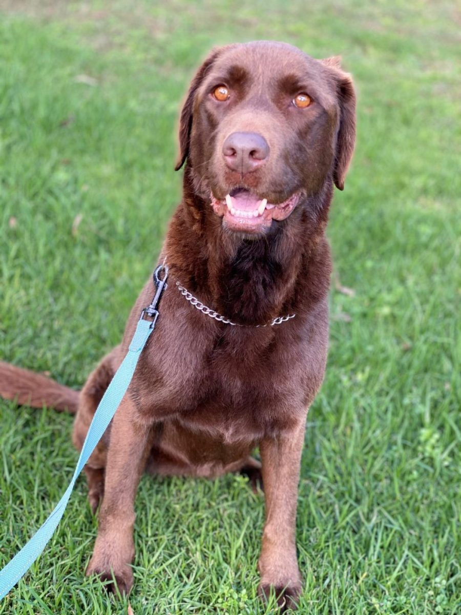 Lola adoption doggy - Animal Adoption Agency