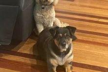 Lucy and Scout 🧙‍♂️