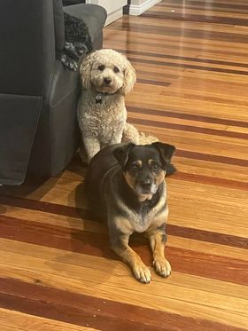 Lucy and Scout 🧙‍♂️
