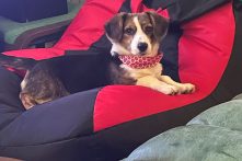 Nala