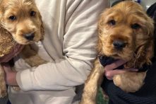 Ziggy and Spencer