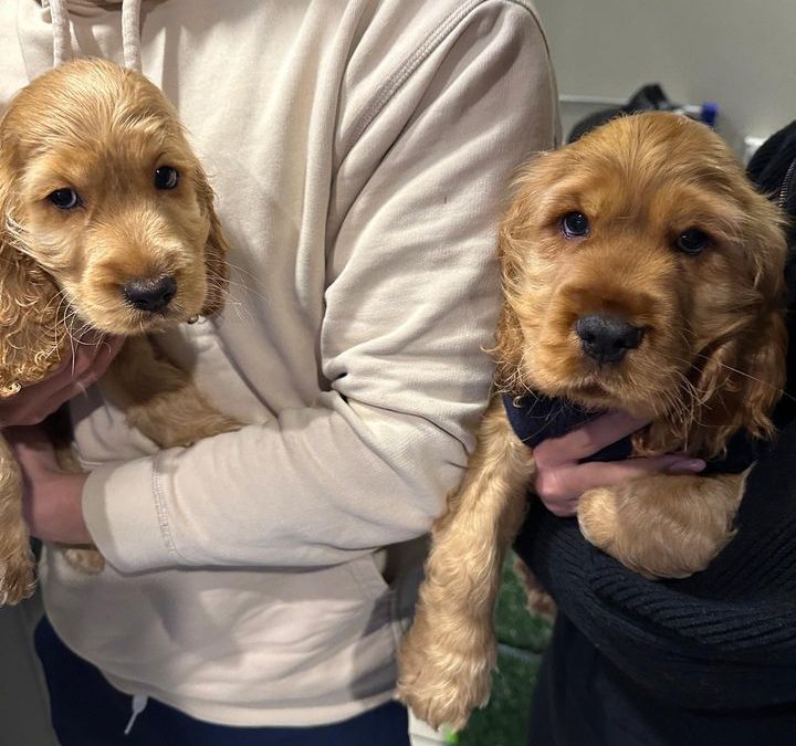 Ziggy and Spencer