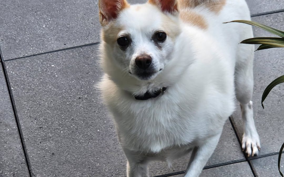 Pedro