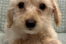 Flynn