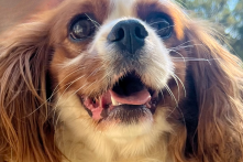 Bebe