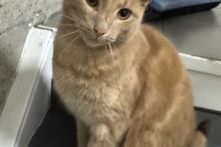 Garfield