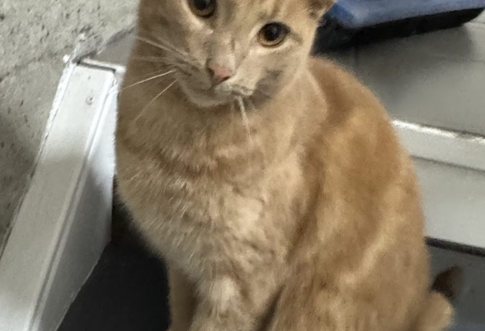 Garfield