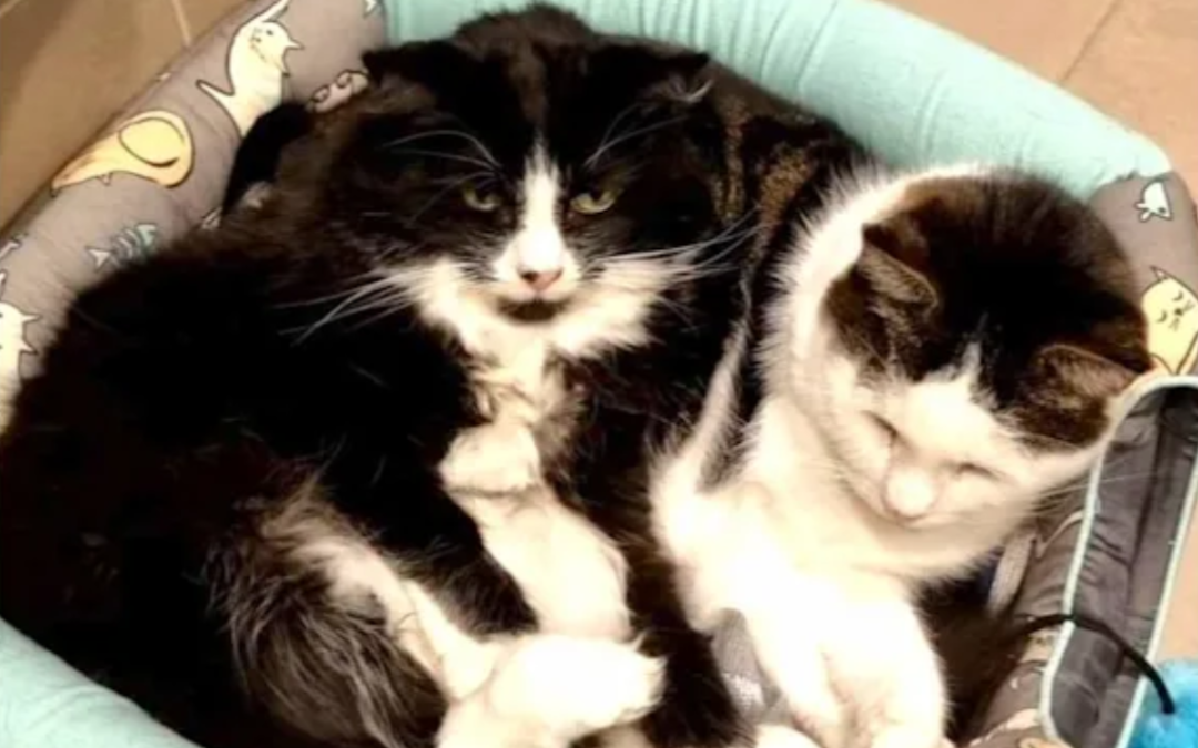 Walter & Jinx