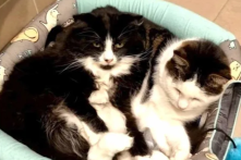 Walter & Jinx