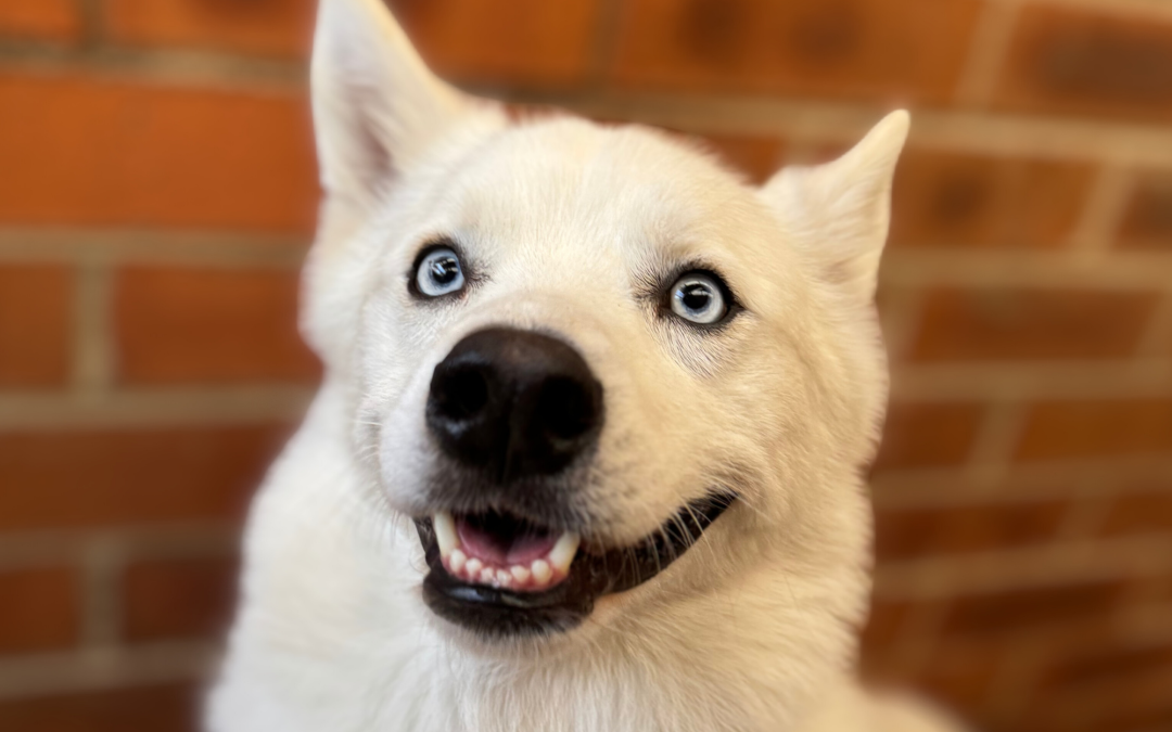 Archie