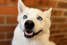 Archie